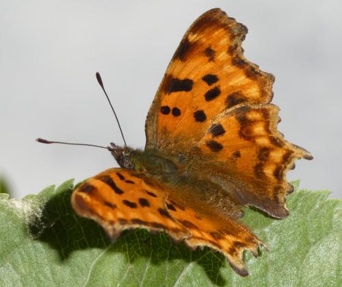 Réf. 260 910 : Polygonia c-album
